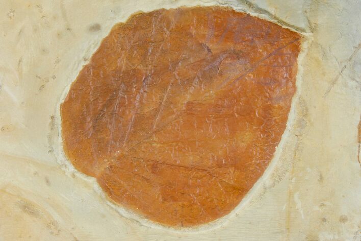 Fossil Leaf (Davidia) - Montana #120842